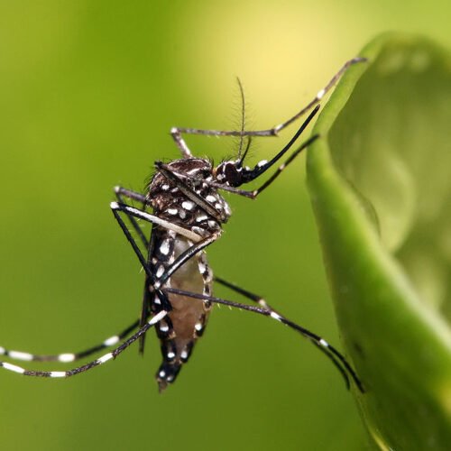 CACB convoca associados para o combate ao Aedes aegypti
